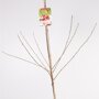 Kersenboom 'Stella' laagstam (zelfbestuivend)